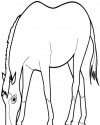 At Eşşek Hayvanlar Boyama (1)