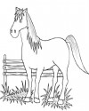 At Eşşek Hayvanlar Boyama (15)