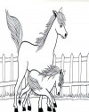 At Eşşek Hayvanlar Boyama (6)