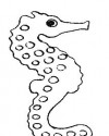 Deniz Atı Hayvanlar Deniz canlıları Boyama  (5)