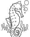 Deniz Atı Hayvanlar Deniz canlıları Boyama  (8)