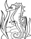 Deniz Atı Hayvanlar Deniz canlıları Boyama  (9)