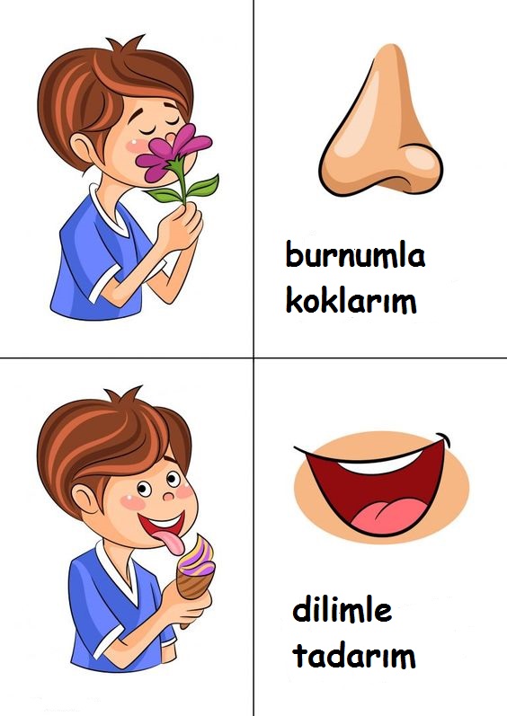 Duyular ve Organlar: Burun ile Koklama, Dil ile Tadma Eğitimi