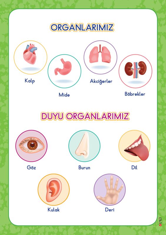 İnsan Organları ve Duyu Organları Eğitimi - Kalp, Mide, Akciğerler, Böbrekler, Göz, Burun, Dil, Kulak, Deri