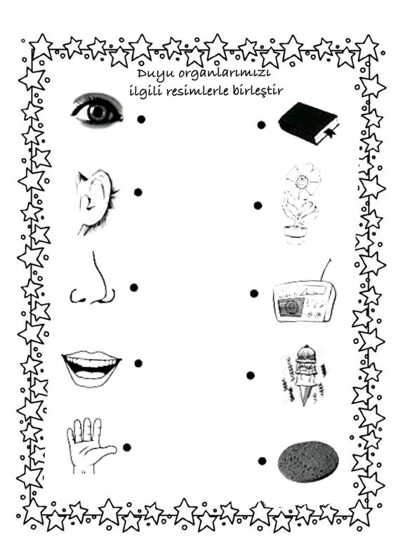 Duyu Organları ve İlgili Nesneler: Göz, Kulak, Burun, Ağız, El, Çiçek, Radyo, Dondurma, Taş - Eğitim Materyali
