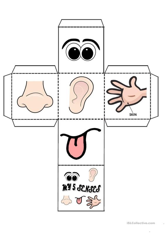 Beş Duyu Organları Eğitici Materyali - 5 Senses Educational Resource