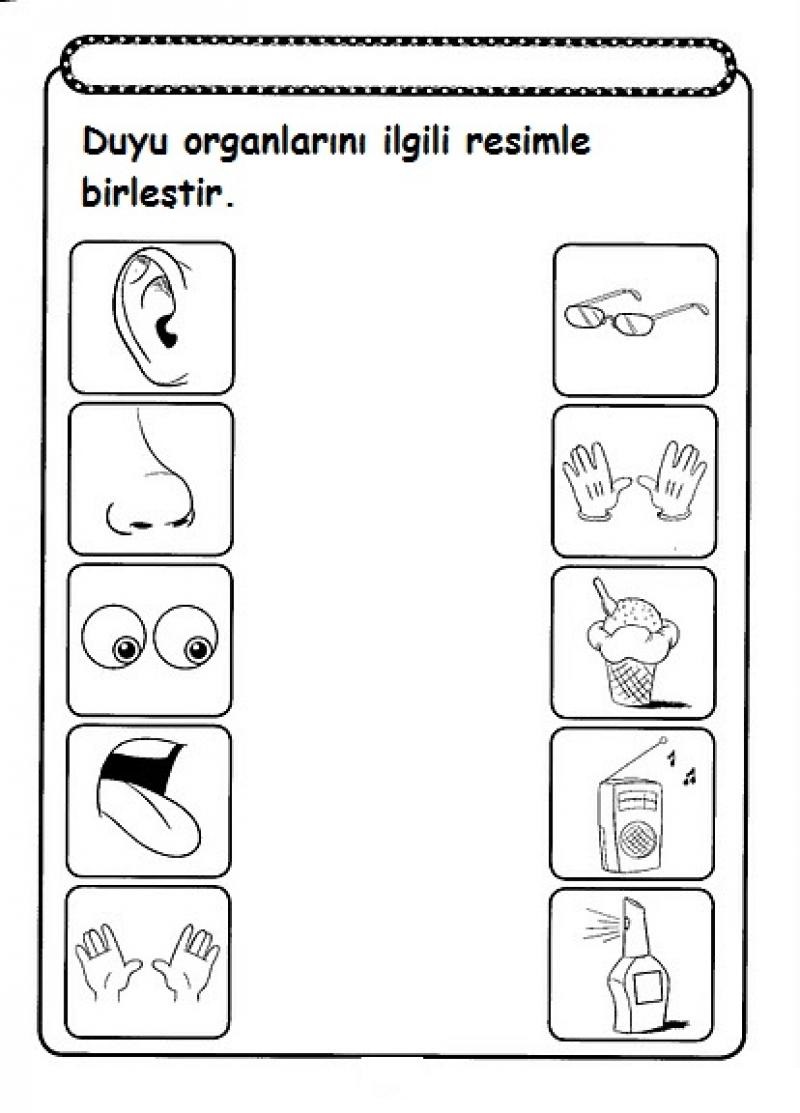 Duyusal Organlar ve İlişkili Objeler 1-2