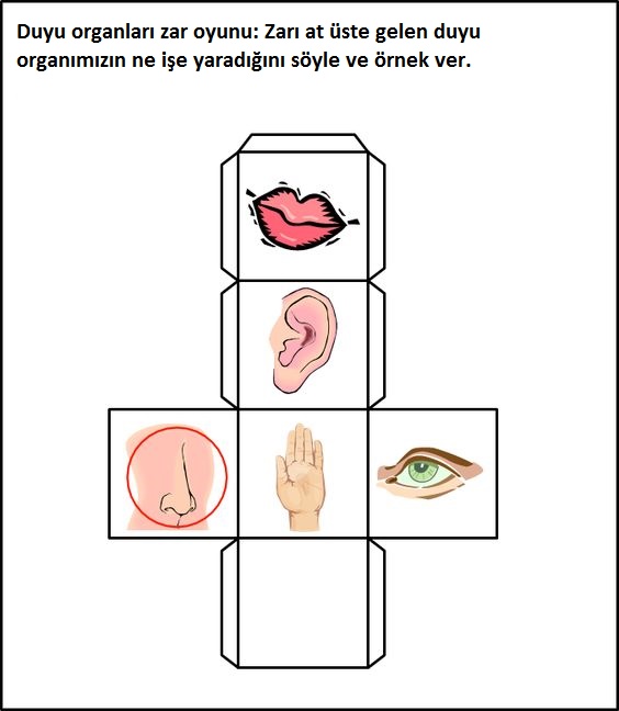 Duyu Organları Zar Oyunu: Duyuların İşlevleri ve Örnekler