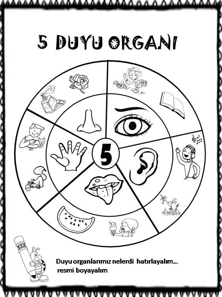 5 DUYU ORGANIMIZ - Eğitsel Boyama Aktivitesi
