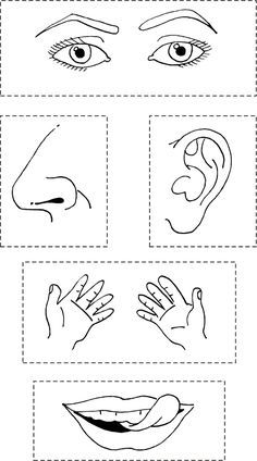 Human Senses and Body Parts: Eyes, Nose, Ears, Hands, and Mouth