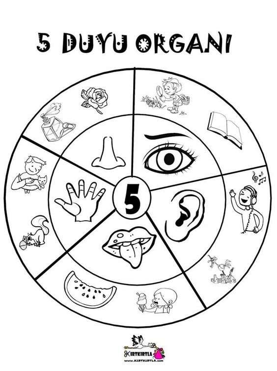 5 Duyu Organı Eğitici Materyali - İllüstrasyonlar ve Anlamları