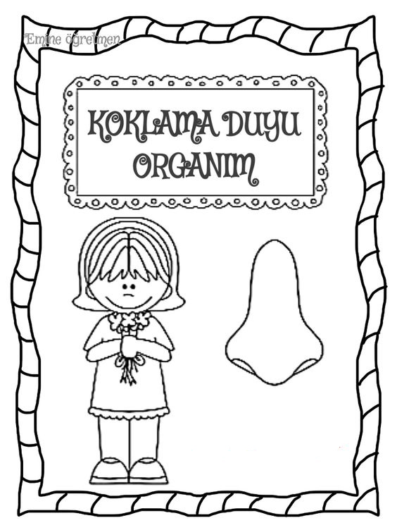 KOKLAMA DUYU ORGANIM - Eğitici Aktivite