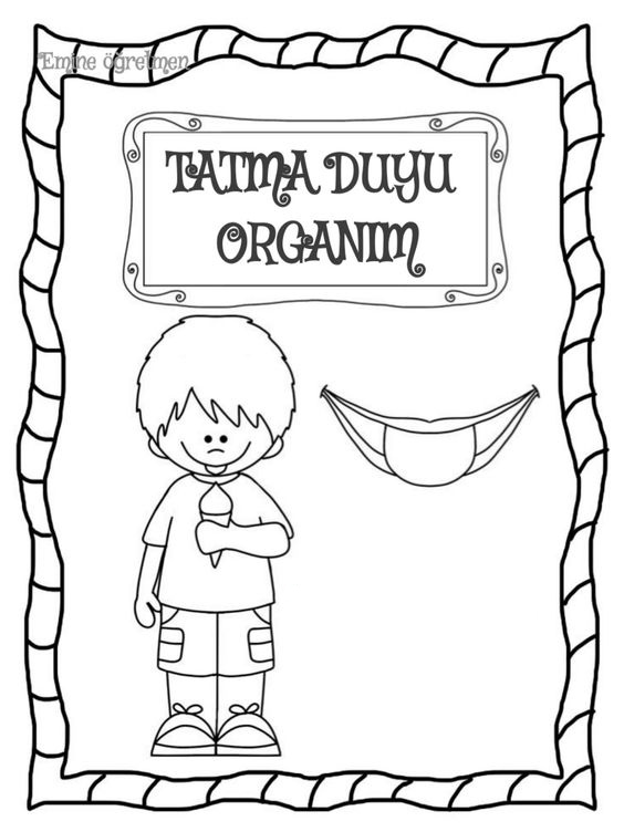 Tatma Duyusu Organım - Eğitim Materyali