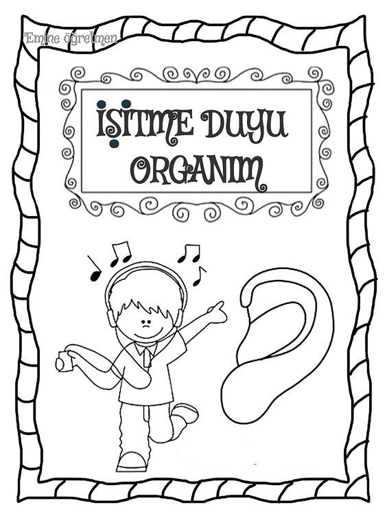 İşitme Duyusu ve Organları Eğitici Çalışma Sayfası