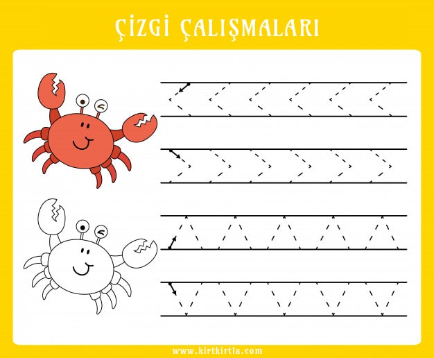 Çizgi Çalışmaları: Karides ve Çizgi Çalışma Alıştırmaları