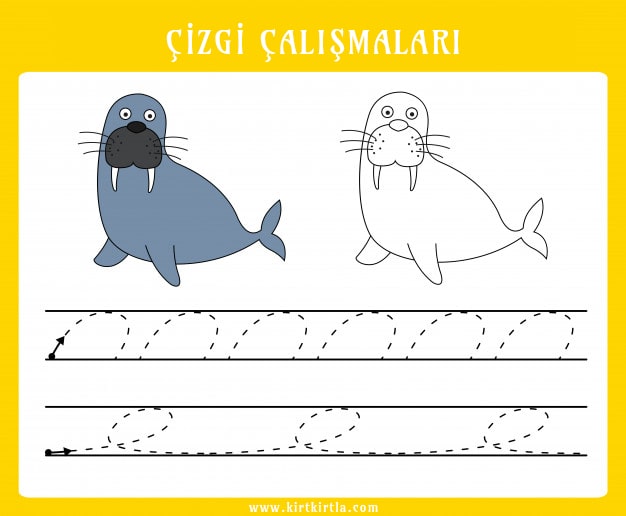 Çizgi Çalışmaları - Pusula Çizgi Çalışmaları ve Deniz Memelisi Walrus Şeması