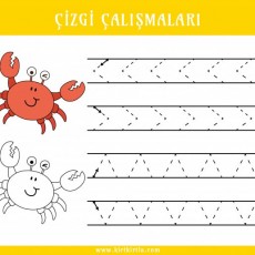 Çizgi Çalışmaları: Karides ve Çizgi Çalışma Alıştırmaları