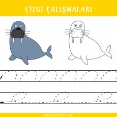Çizgi Çalışmaları - Pusula Çizgi Çalışmaları ve Deniz Memelisi Walrus Şeması