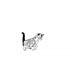Kedi İllüstrasyonu - Eğitim ve Eğlence İçin