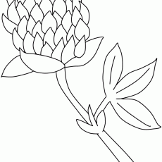 red-clover-flowers-coloring-pages.jpg