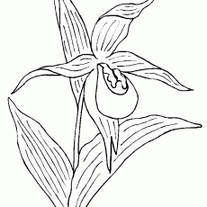 orchid-flowers-coloring-pages - Kopya