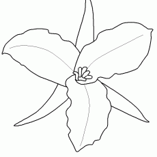 flowers-6-coloring-pages - Kopya