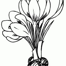 flowers-8-coloring-pages - Kopya