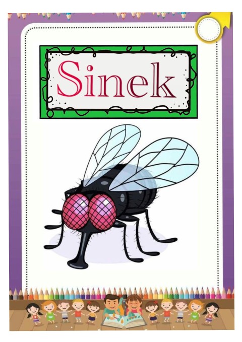 Sinek - Eğitici Materyal