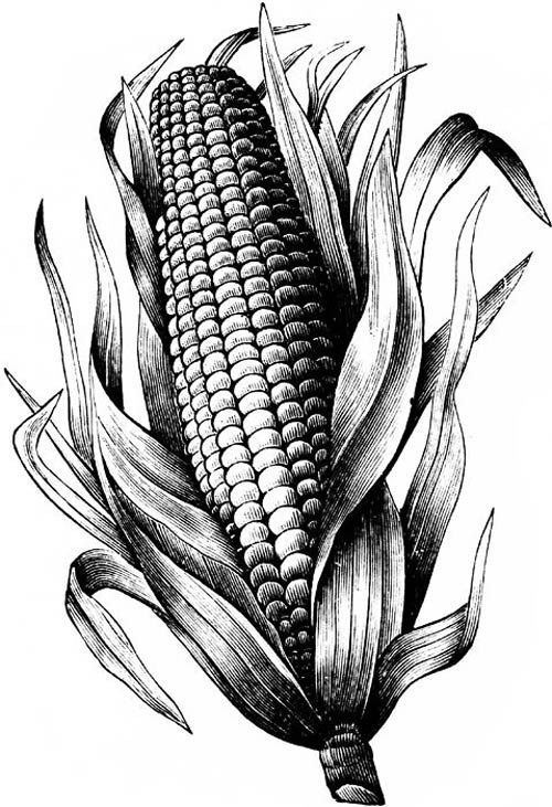 Mısır Bitkisi İllüstrasyonu - Zea mays - Bitkisel Eğitici Materyal