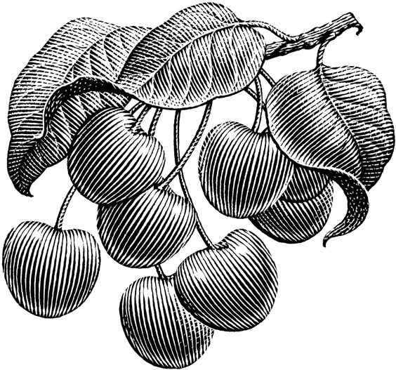 Kiraz (Prunus avium) Çizimi: 6 adet kiraz ve yapraklar