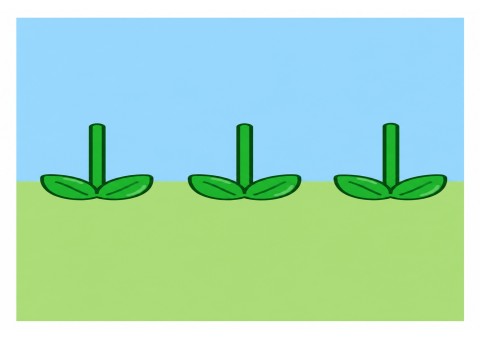 Minimalist Bitki Tasarımı: Üç Yeşil Filiz ve İki Renkli Arka Plan