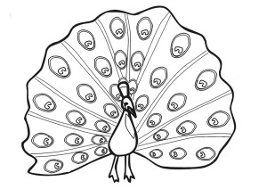 Peacock Coloring Page - Eğitim Materyali - Hayvanlar