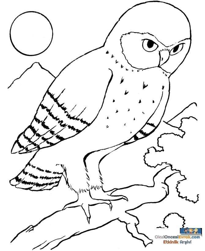 011-bird-coloring-picture-owl