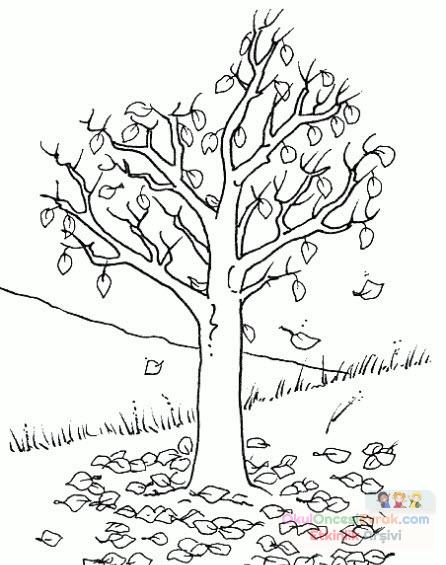 Ağaç Türleri (23)
