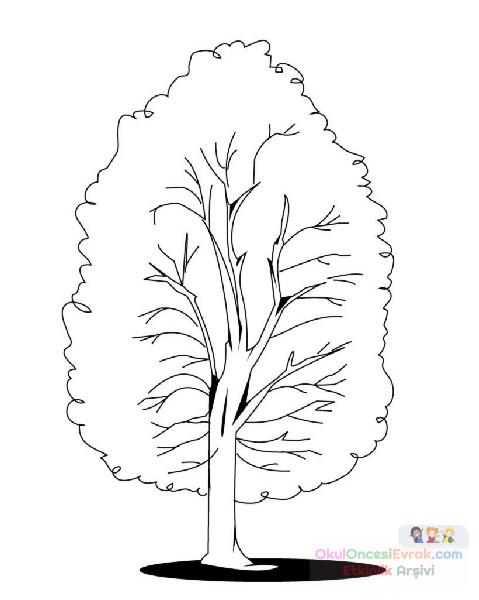 Ağaç Türleri (75)