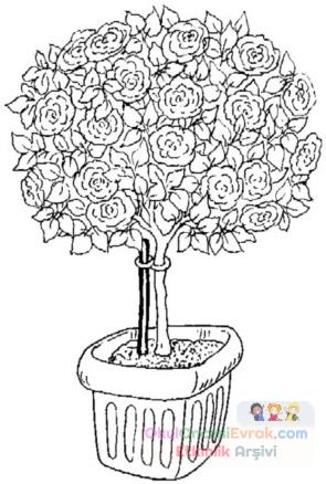 blume015