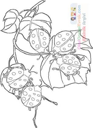 blume016