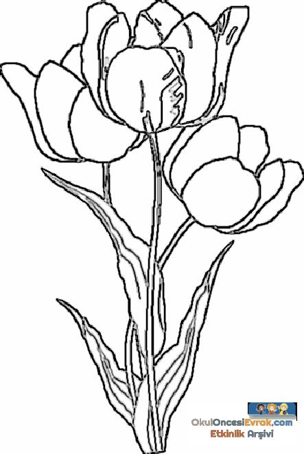 blume025
