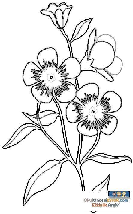 blume026