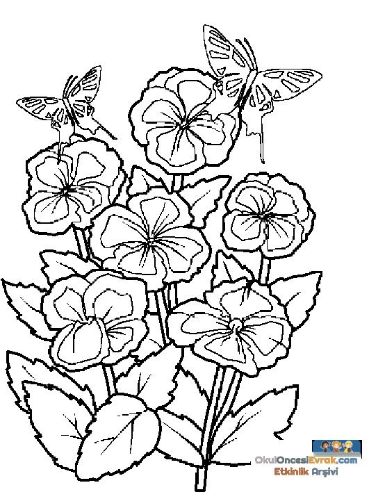blume028