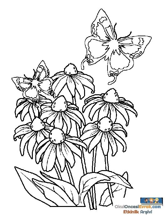 blume029