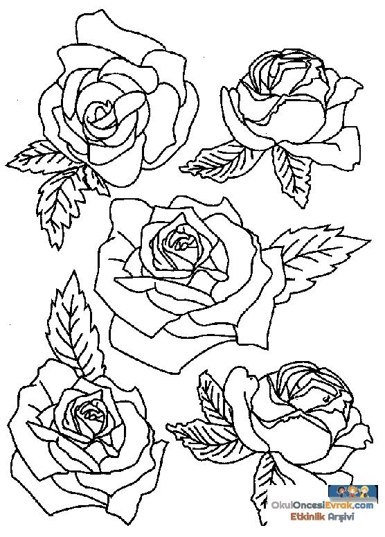 blume039