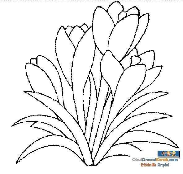 blume046