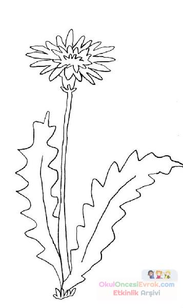 Çiçekler  (36)