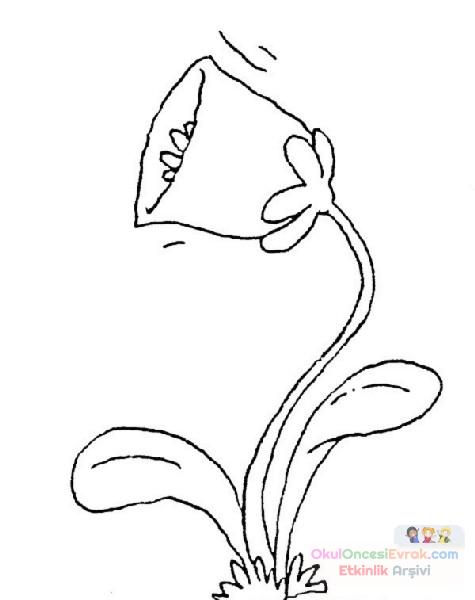 Çiçekler  (70)
