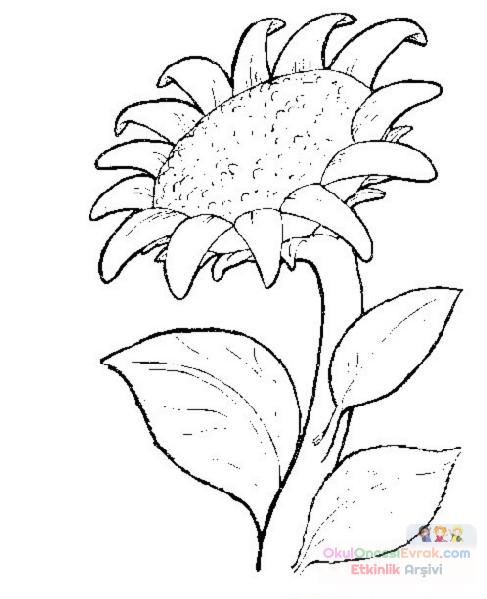 Çiçekler  (76)