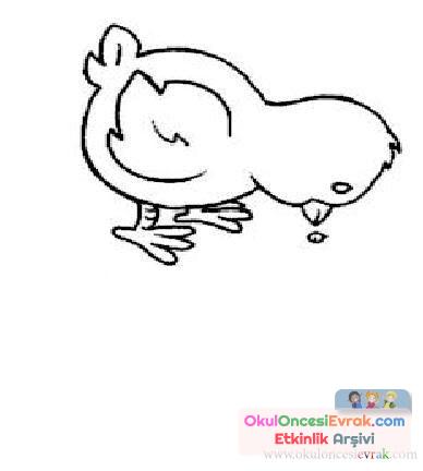 Civcivin olulumu (7)