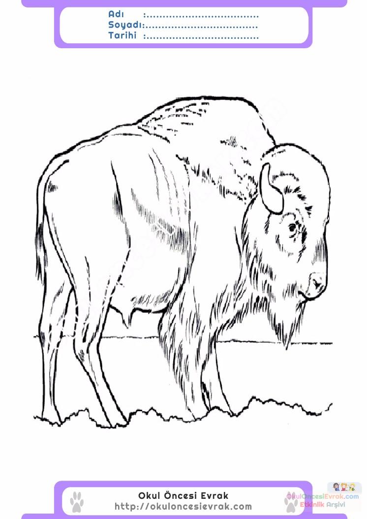 çocuklar-için-hayvan-Bizon-boyama-sayfası-10