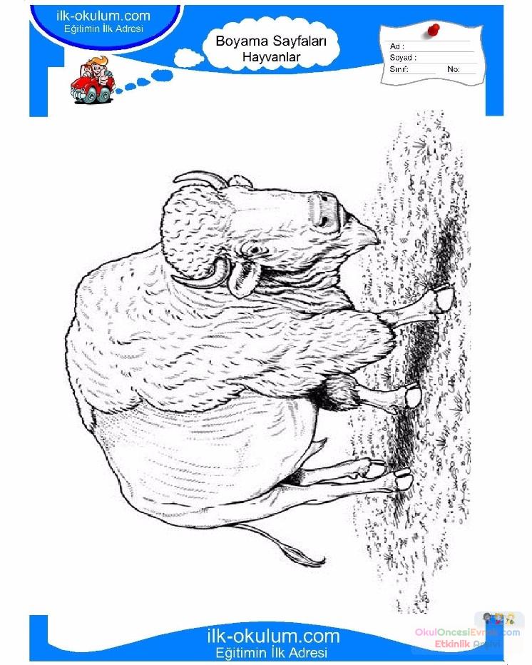çocuklar-için-hayvan-Bizon-boyama-sayfası-14