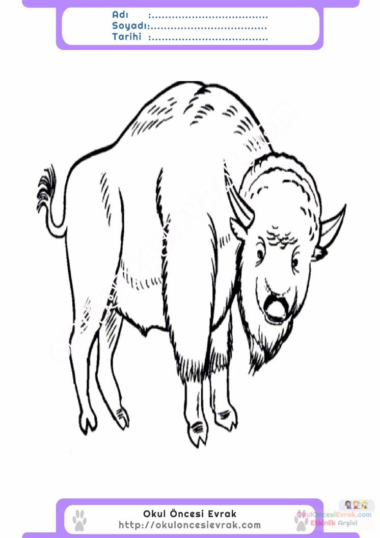 çocuklar-için-hayvan-Bizon-boyama-sayfası-18